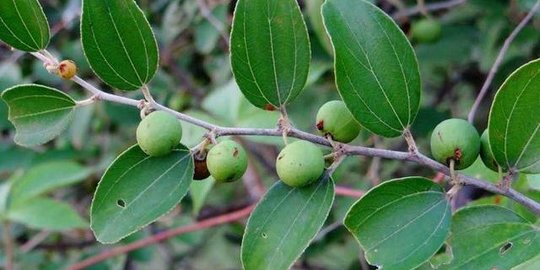 Detail Daun Bidara Dalam Bahasa Sunda Nomer 5