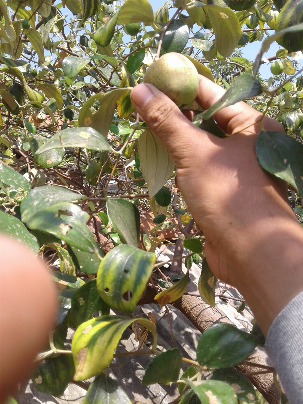 Detail Daun Bidara Dalam Bahasa Sunda Nomer 45