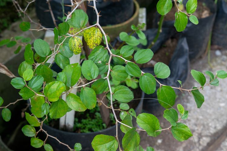 Detail Daun Bidara Dalam Bahasa Sunda Nomer 7