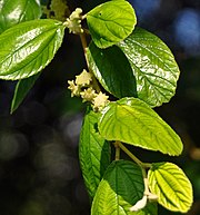 Detail Daun Bidara Dalam Bahasa Sunda Nomer 9