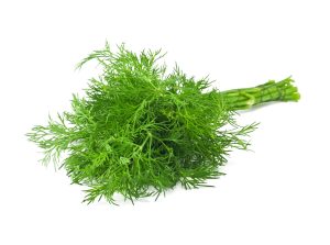 Detail Daun Dill Dimasak Apa Nomer 40