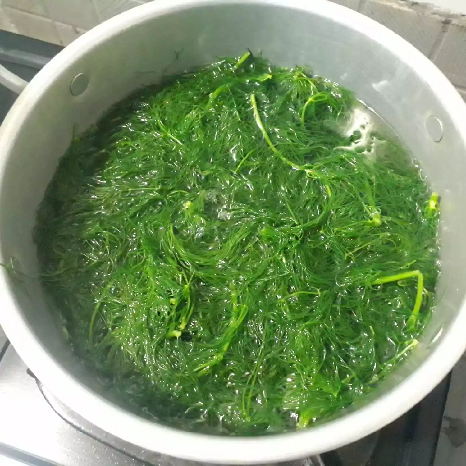 Detail Daun Dill Dimasak Apa Nomer 43