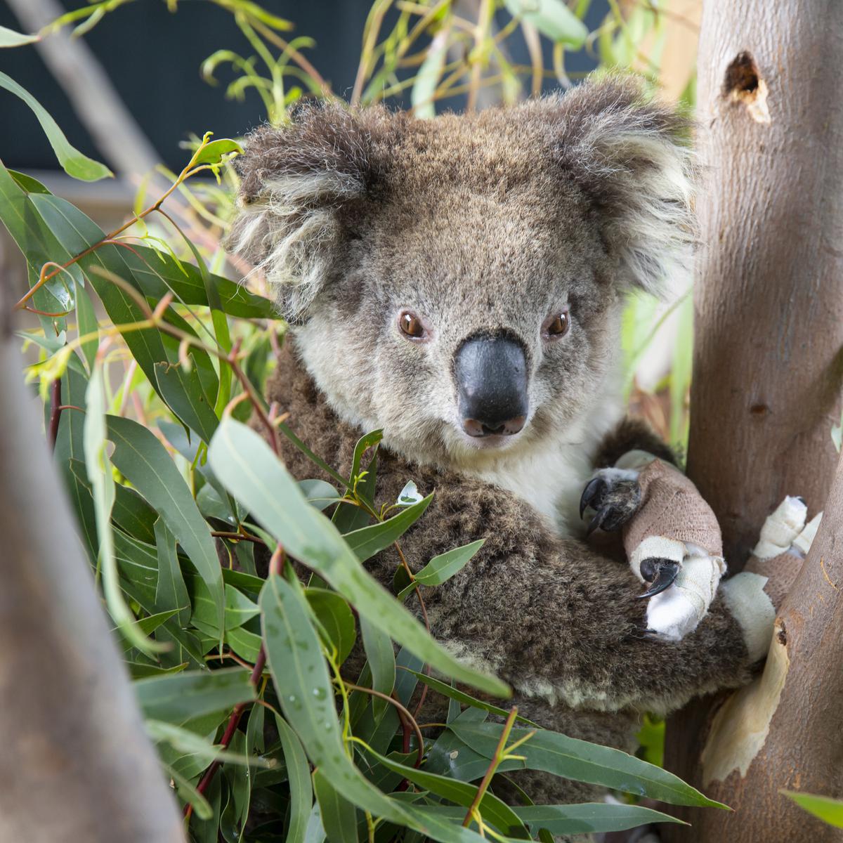 Detail Daun Kesukaan Koala Nomer 14