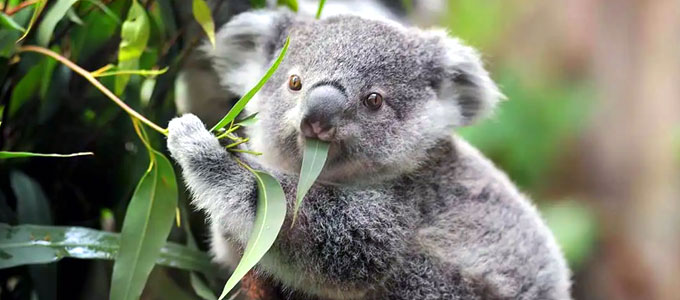 Detail Daun Kesukaan Koala Nomer 20
