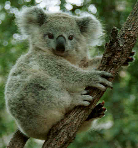 Detail Daun Kesukaan Koala Nomer 28