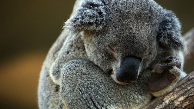 Detail Daun Kesukaan Koala Nomer 31