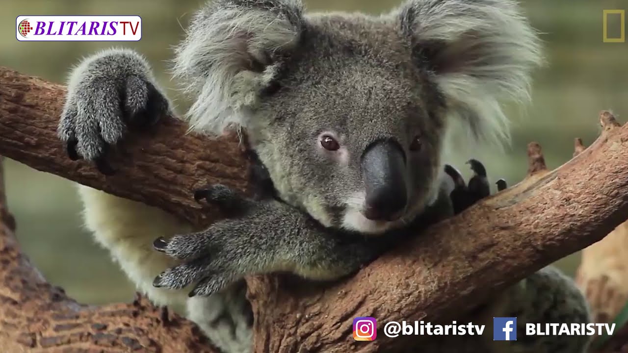 Detail Daun Kesukaan Koala Nomer 40