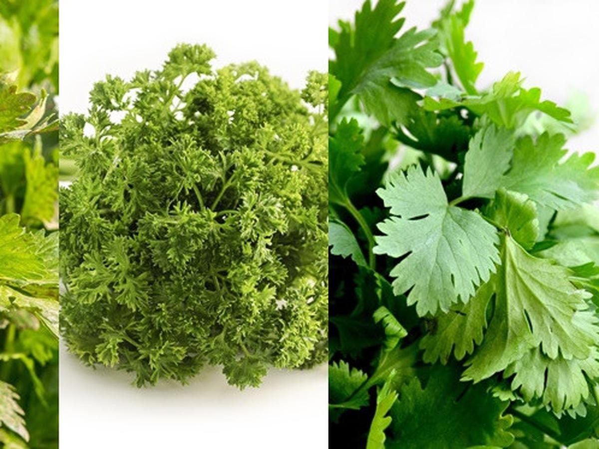 Detail Daun Parsley Itu Apa Nomer 10