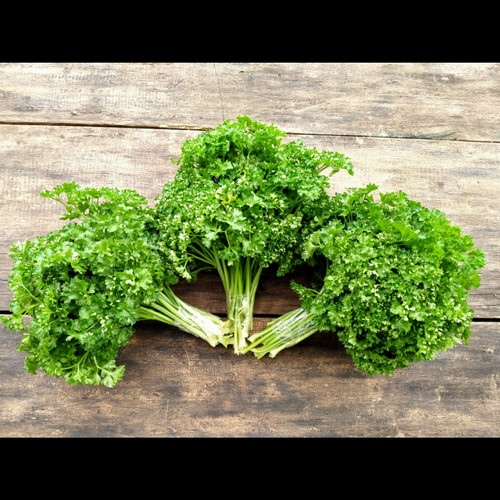 Detail Daun Parsley Itu Apa Nomer 26