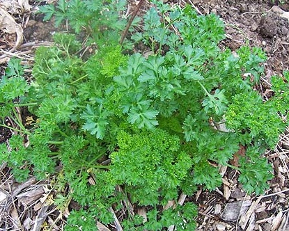 Detail Daun Parsley Itu Apa Nomer 30