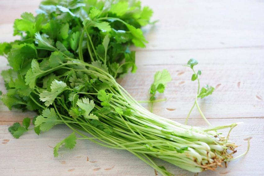 Detail Daun Parsley Itu Apa Nomer 31