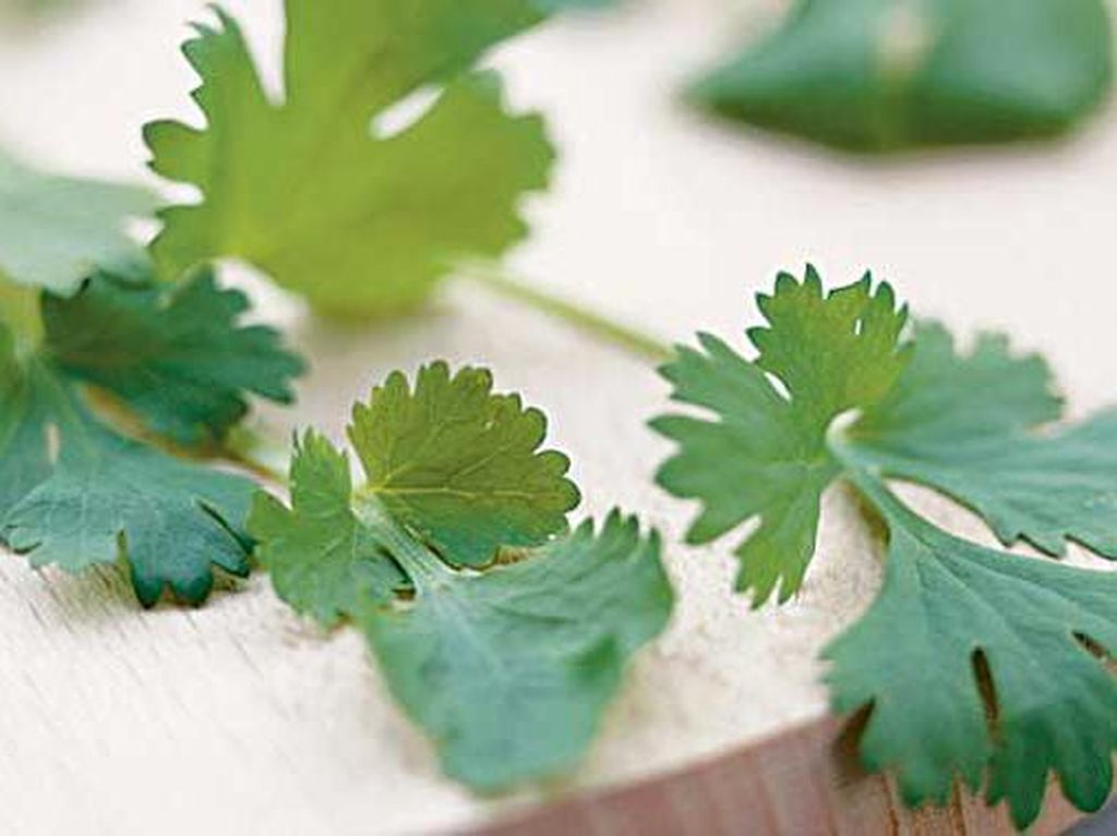 Detail Daun Parsley Itu Apa Nomer 33