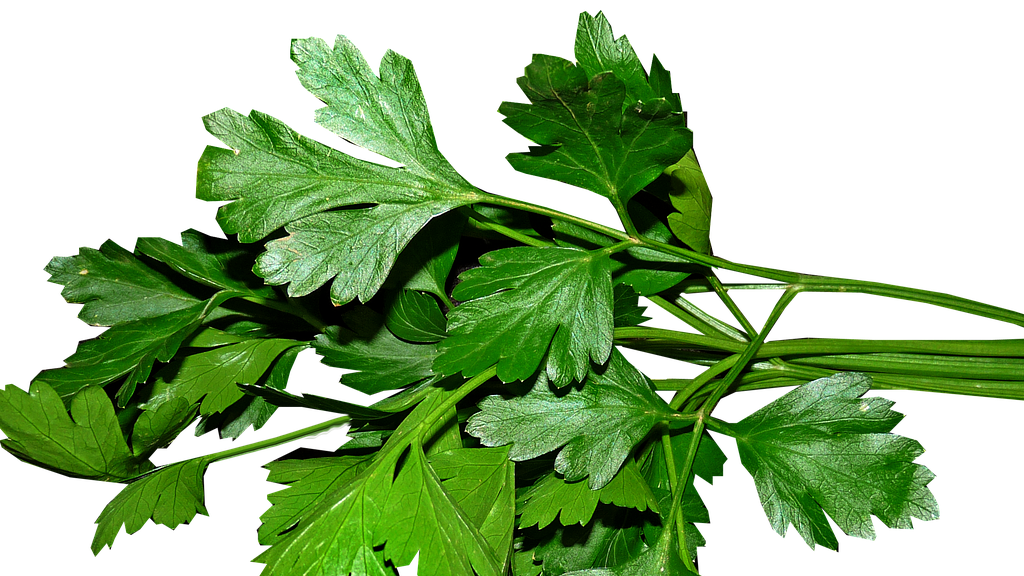 Detail Daun Parsley Itu Apa Nomer 36