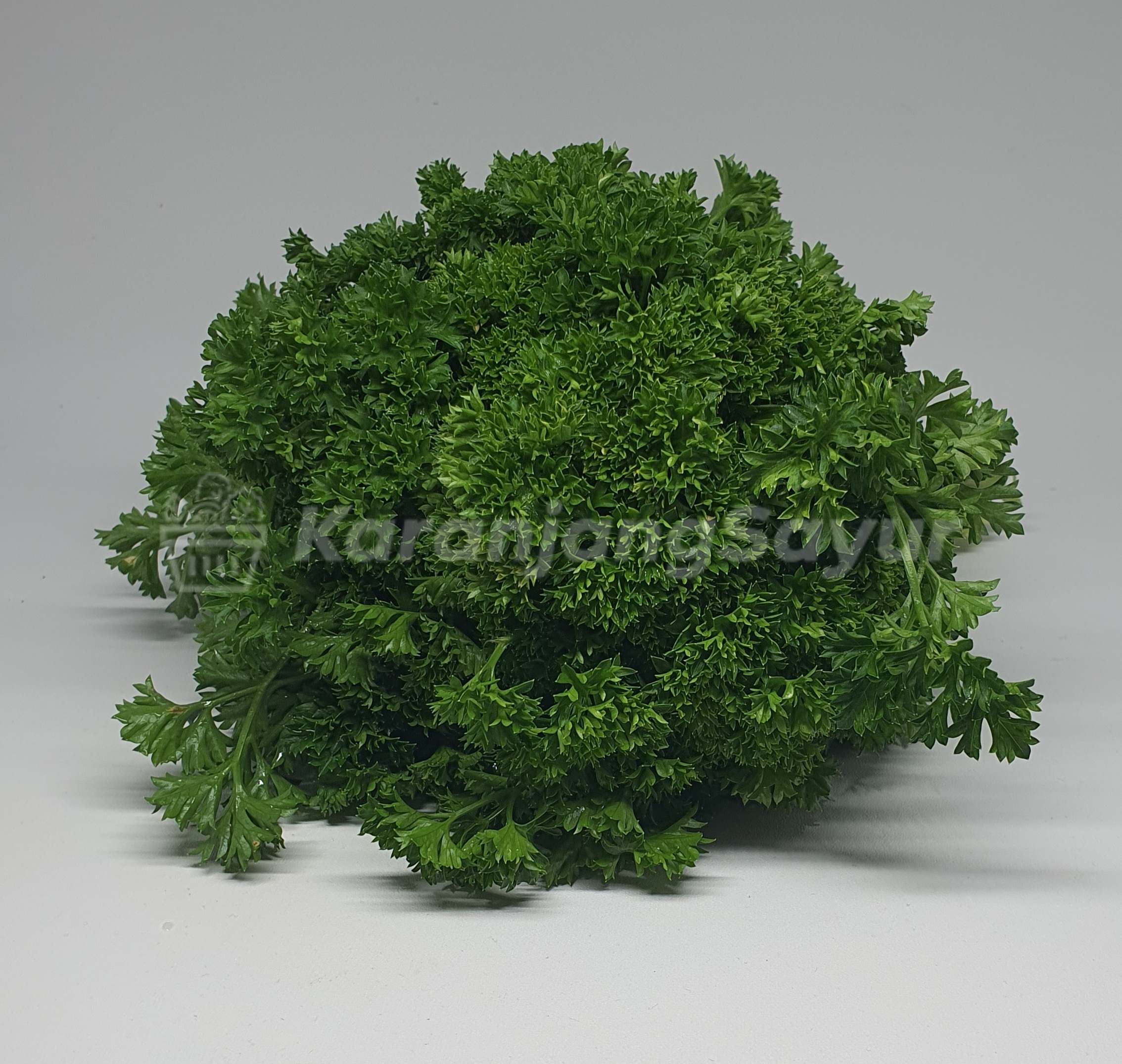 Detail Daun Parsley Itu Apa Nomer 49