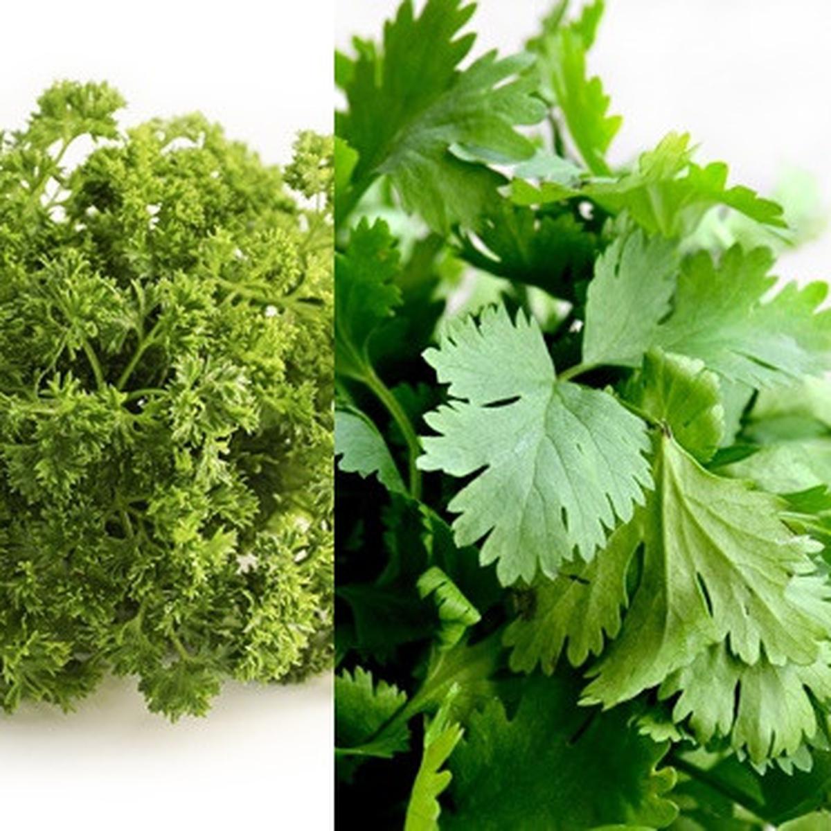 Detail Daun Parsley Itu Apa Nomer 6