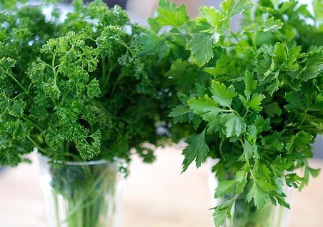 Detail Daun Parsley Itu Apa Nomer 7