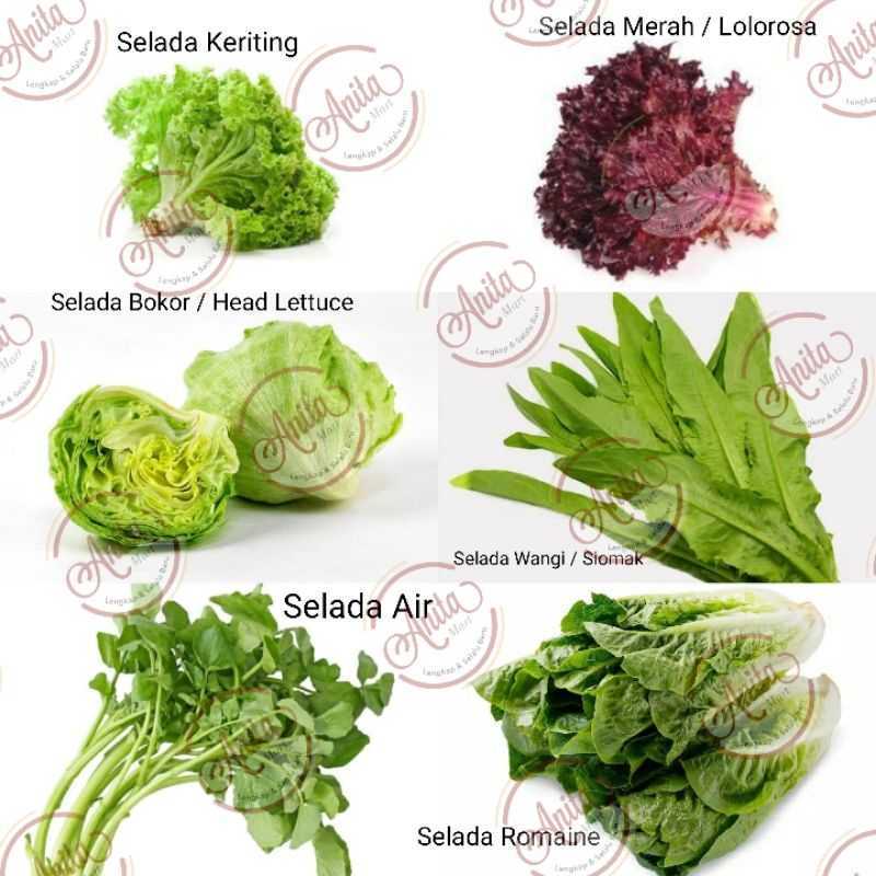 Detail Daun Selada Untuk Salad Nomer 12