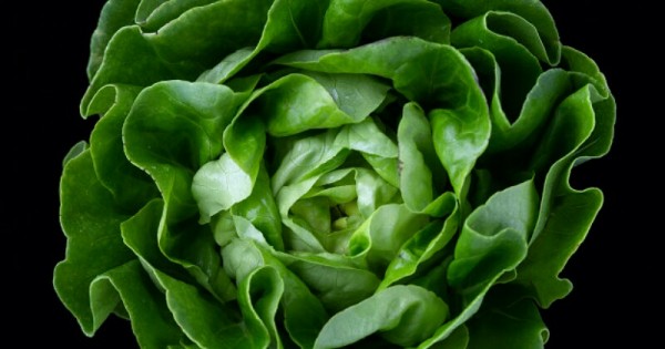 Detail Daun Selada Untuk Salad Nomer 14