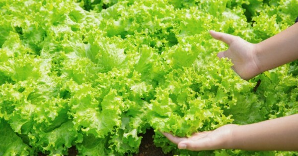 Detail Daun Selada Untuk Salad Nomer 34