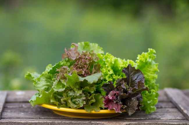 Detail Daun Selada Untuk Salad Nomer 35