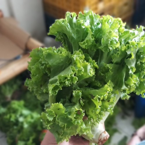 Detail Daun Selada Untuk Salad Nomer 38