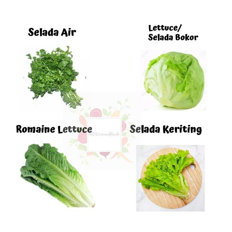 Detail Daun Selada Untuk Salad Nomer 39