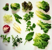 Detail Daun Selada Untuk Salad Nomer 47