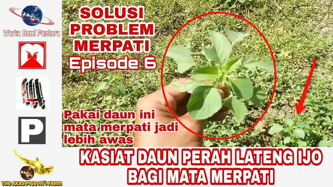 Daun Untuk Mata Merpati - KibrisPDR