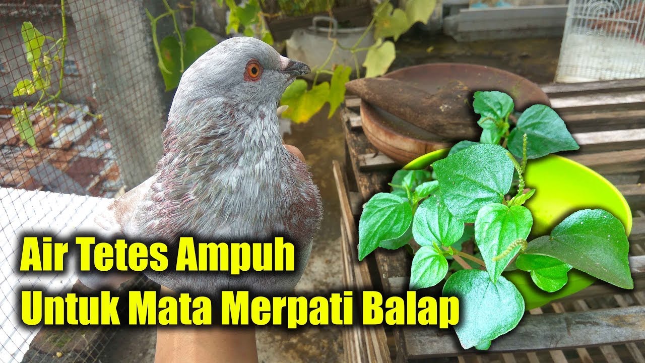 Detail Daun Untuk Mata Merpati Nomer 2