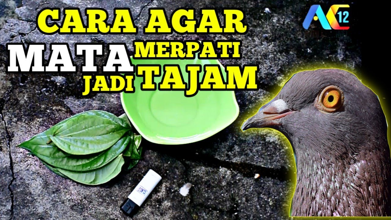 Detail Daun Untuk Mata Merpati Nomer 3