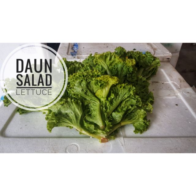 Detail Daun Untuk Salad Nomer 28