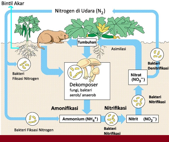 Detail Daur Biogeokimia Beserta Gambar Dan Penjelasannya Nomer 28