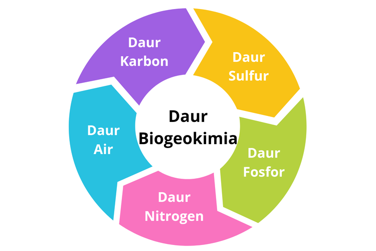 Detail Daur Biogeokimia Beserta Gambar Dan Penjelasannya Nomer 36