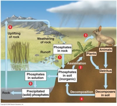 Detail Daur Biogeokimia Beserta Gambar Dan Penjelasannya Nomer 44