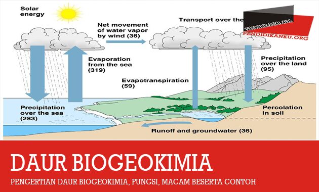 Detail Daur Biogeokimia Beserta Gambar Dan Penjelasannya Nomer 6