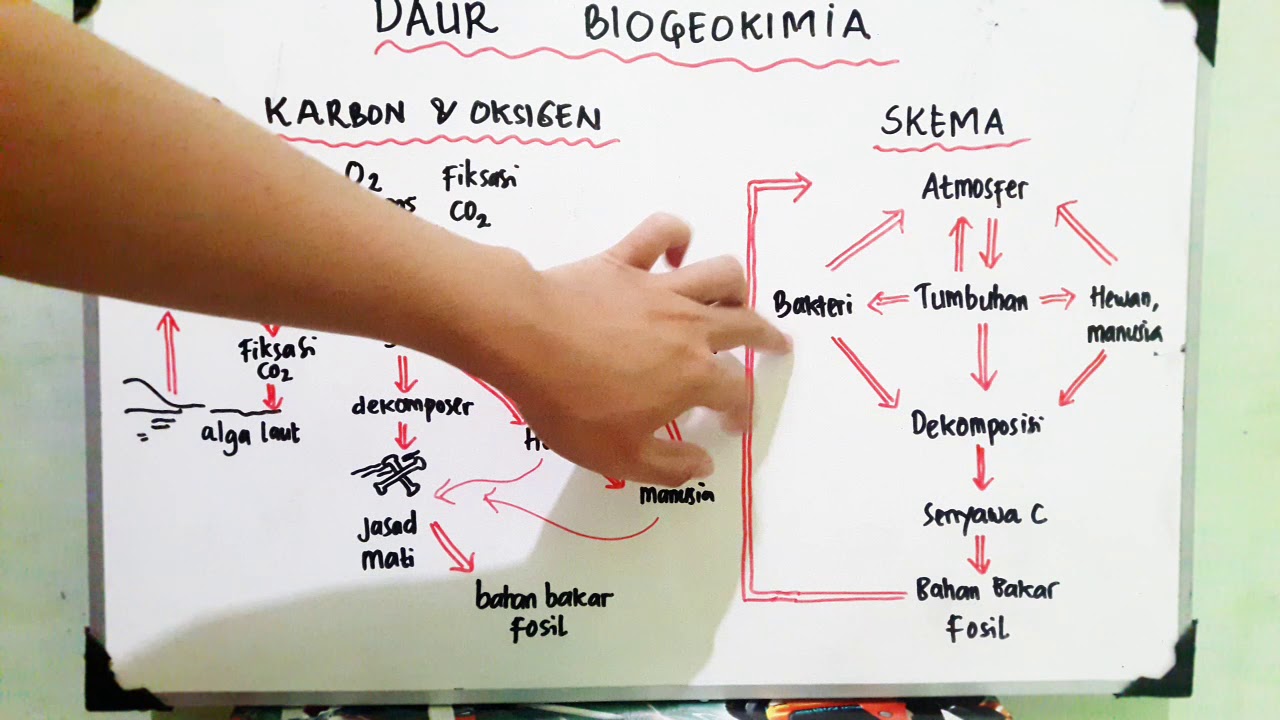 Detail Daur Biogeokimia Beserta Gambar Dan Penjelasannya Nomer 47