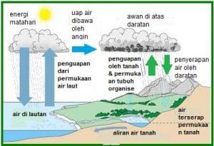 Detail Daur Biogeokimia Beserta Gambar Dan Penjelasannya Nomer 7