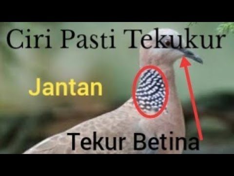 Detail Derkuku Jantan Nomer 39