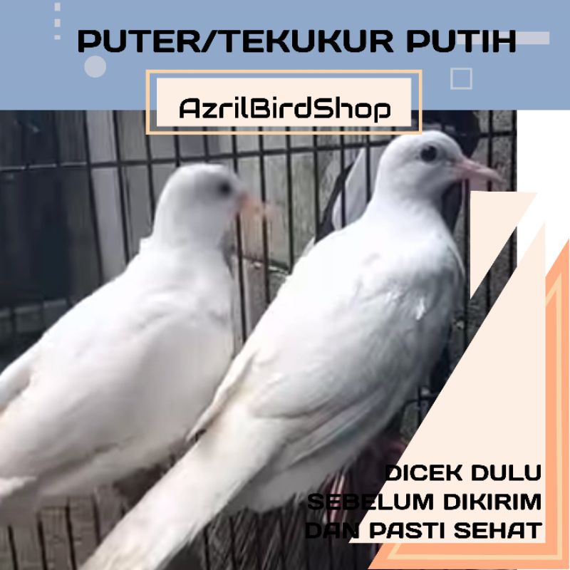 Detail Derkuku Putih Mata Merah Nomer 32