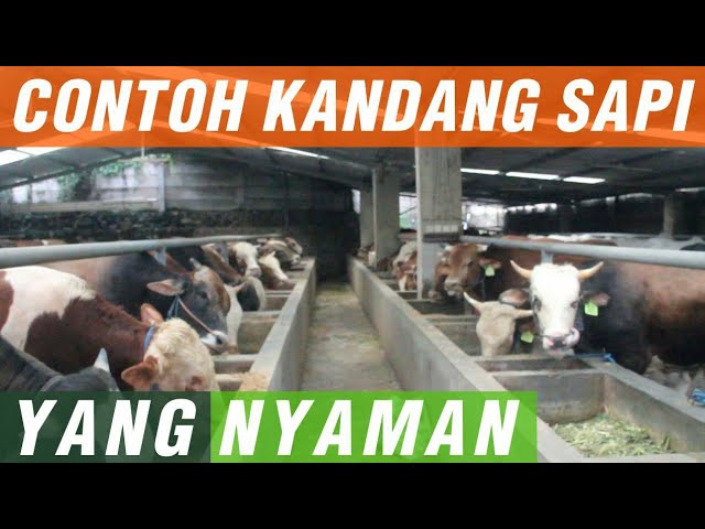 Detail Desain Kandang Sapi Potong Download Nomer 14