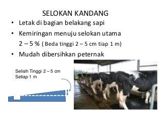 Detail Desain Kandang Sapi Potong Download Nomer 38