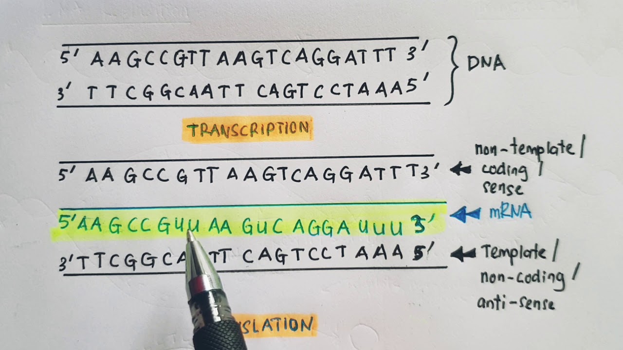 Detail dna template adalah koleksi nomer 7
