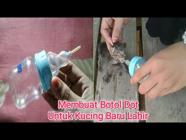 Detail Dot Untuk Bayi Kucing Nomer 11