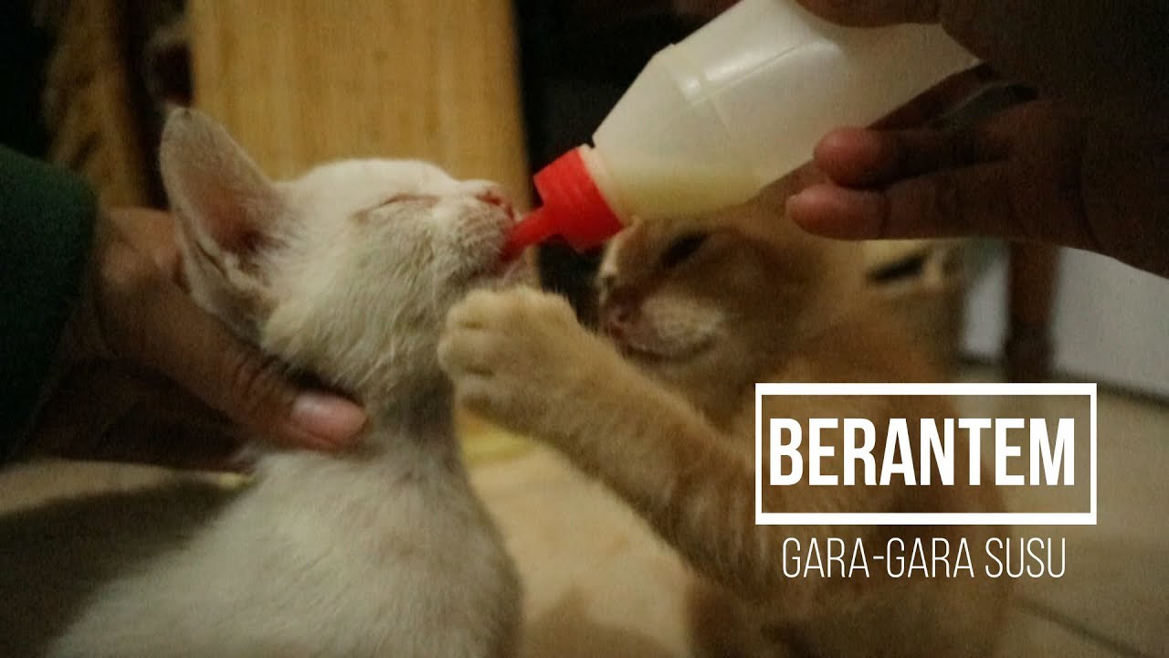 Detail Dot Untuk Bayi Kucing Nomer 43