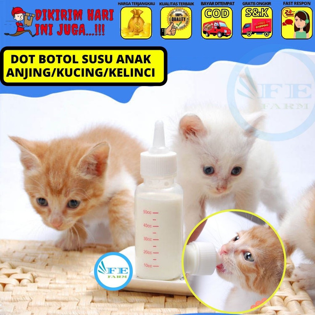 Detail Dot Untuk Bayi Kucing Nomer 48