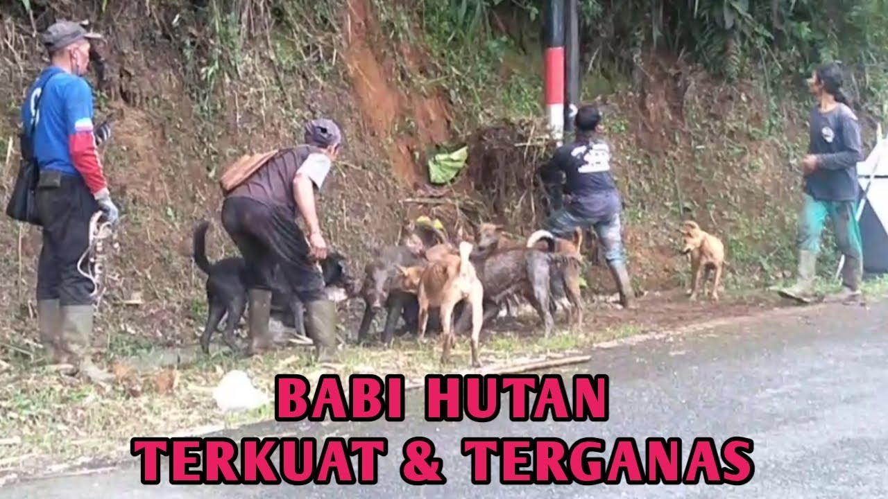 Detail Download Berburu Babi Hutan Nomer 26