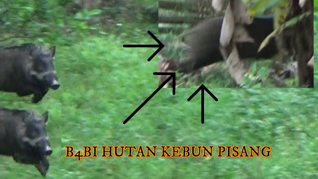 Detail Download Berburu Babi Hutan Nomer 38