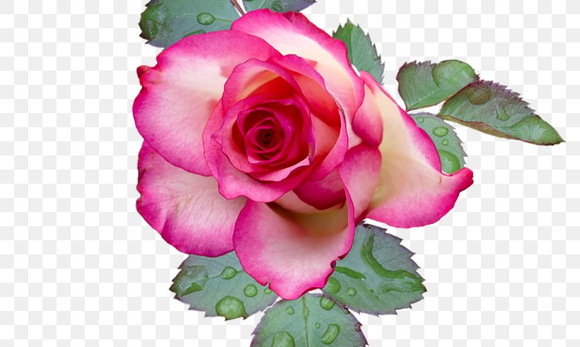 Detail Download Foto Bunga Mawar Pink Nomer 20