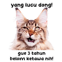 Detail Download Kucing Lucu Nomer 14