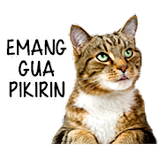 Detail Download Kucing Lucu Nomer 15